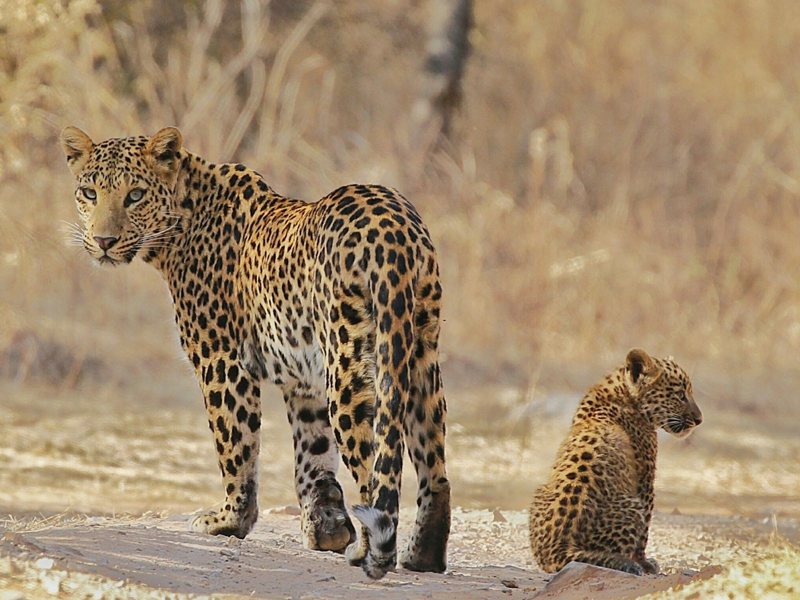 Guided Jaipur & Taj Mahal With Jhalana Safari Tour - 4 Days