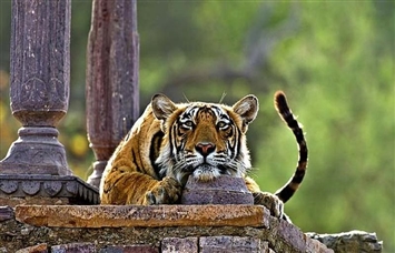 Golden Triangle With Ranthambore Tiger Safari Tour - 5 Days