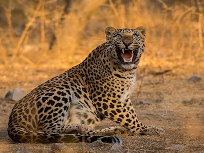 Guided Jodhpur & Udaipur With Jawai Safari Tour - 4 Days