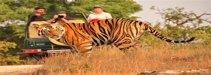 Pushkar, Ranthambore Safari, Jaipur With Jodhpur Tour - 6 Days