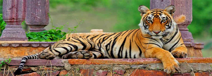 Jaipur -  Ranthambore Tigers - Jaipur 1 N / 2 D