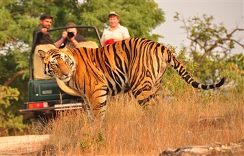 Ranthambore Safari 1 D