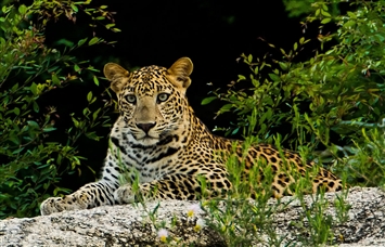 Jodhpur - Jawai Leopard Reserve - Jodhpur Same Day Tour