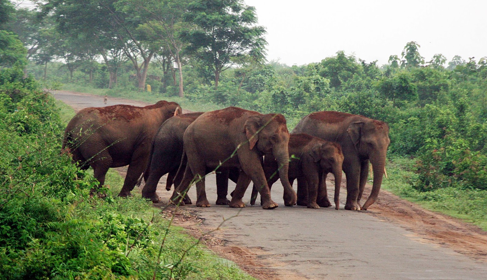 Kerala Hills, Wildlife & Backwaters Tour - 5 Days