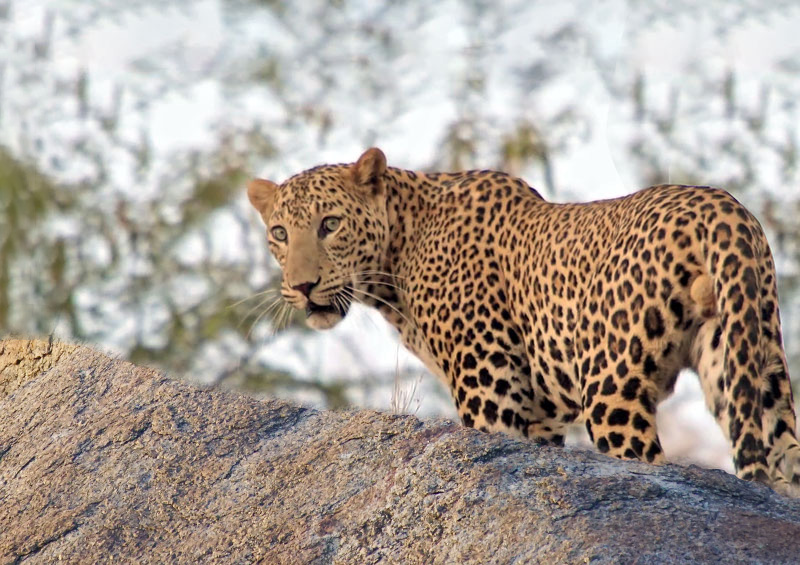 5 Days: Jaipur, Jodhpur, Jawai Leopard Safari & Udaipur Tour