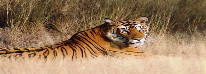 Jaipur & Ranthambore Safari Tour From Bikaner - 5 Days