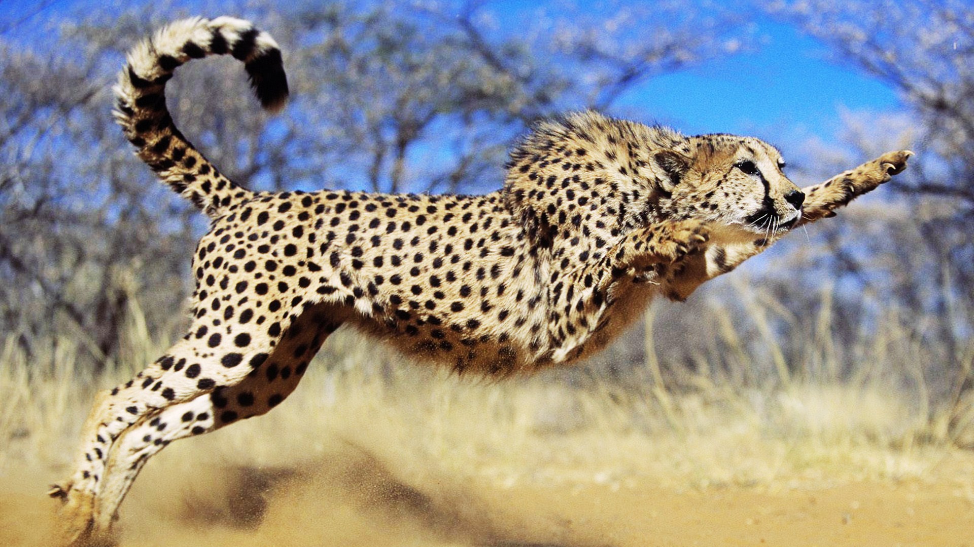 4 Days Golden Triangle & Ranthambore Safari from Delhi