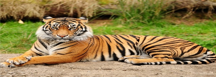 Bikaner With Golden Triangle & Ranthambore Safari - 7 Days